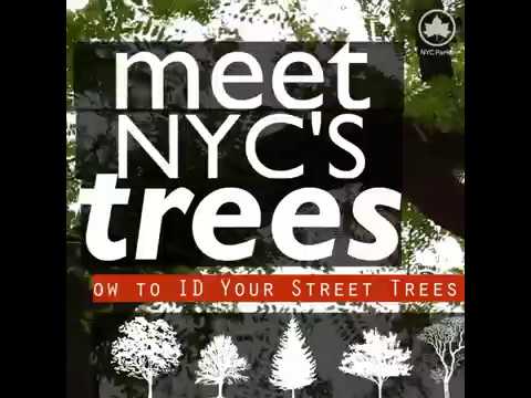 Meet NYC's Trees: Honeylocust