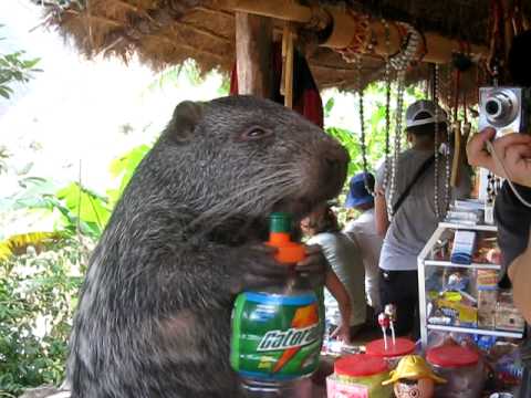 big guinea pig like animal drinks gatorade funny youtube