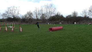 Moo Dog Agility Training Leicester