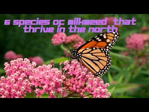 Video: Är tigerfjärilar från milkweed fördelaktiga?