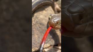 Snake Look At That Tongue