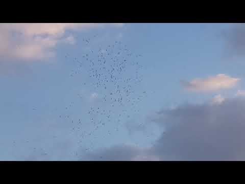 Black headed Gulls content media