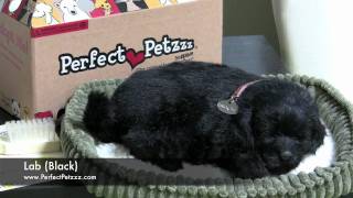 Perfect Petzzz : Lab (Black) screenshot 3