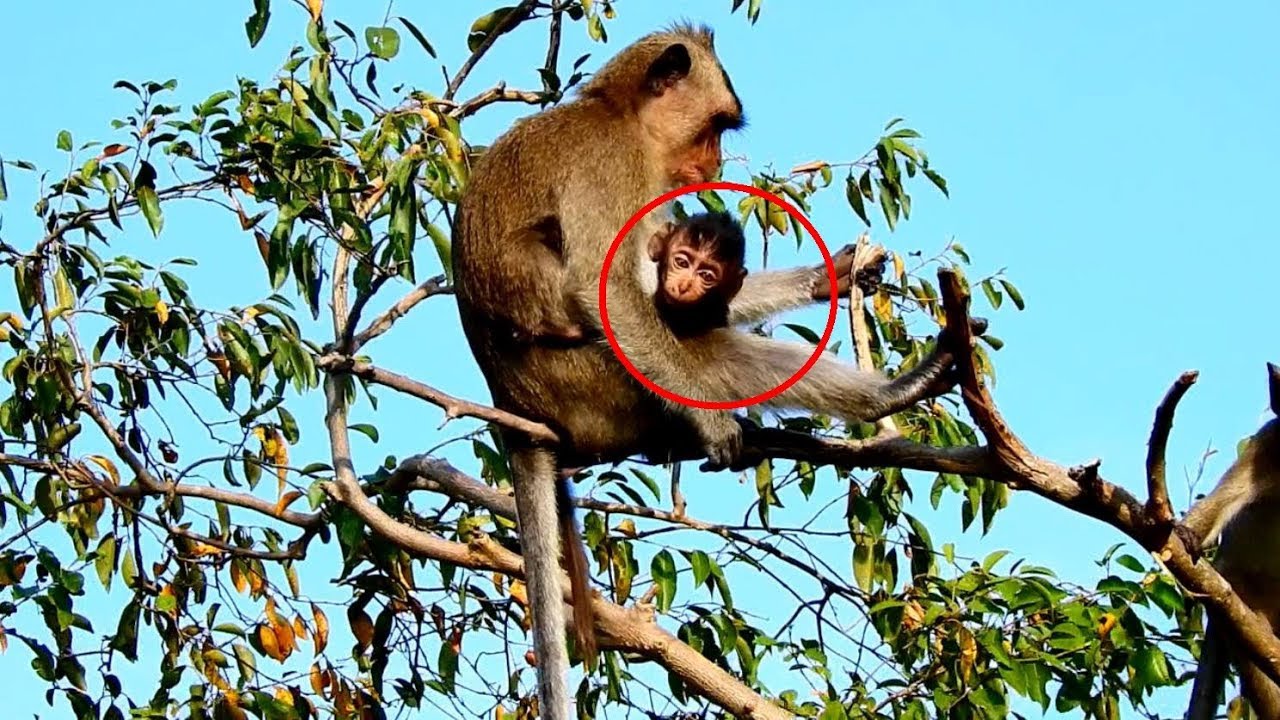 foundry So Sad Heidi Is Kidnapped On The Top Leaf/ Pity Mummy Try To Catch Tiny Baby