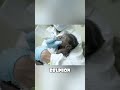 Baby Gorilla S Emotional Reunion With Her Mother After A Long Separation Animals Love Baby Gorilla S Emotional Reunion With Her Mother After A Long Separation Animals Love