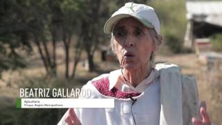 Apicultores de la Región Metropolitana