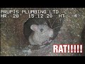 Sewer rat