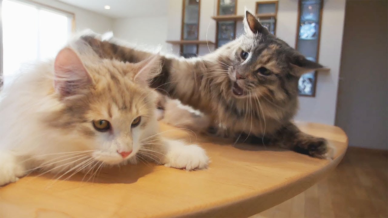 猫カフェ 横浜 Zap - Strong cat punch explodes! Cat house in Tokyo Japan