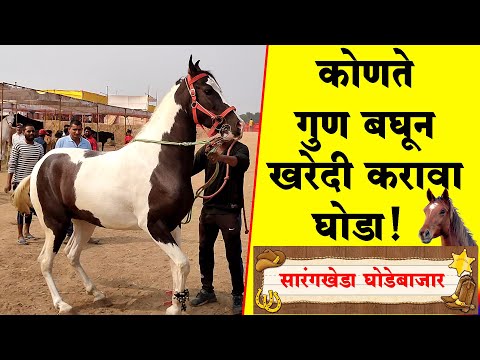 घोडा खरेदी करायचा तर आधी हे समजून घ्या | Sarangkheda Horse Market | नवीन घोडा खरेदी | Shivar News 24