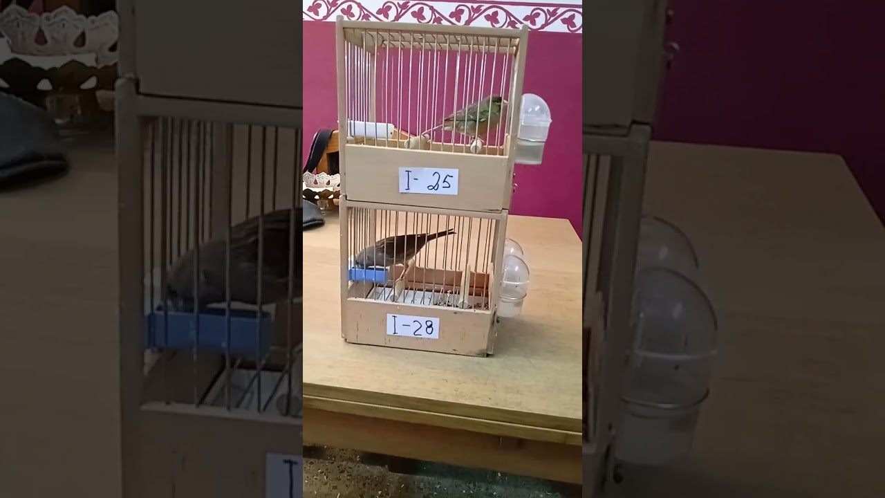 Timbrados 2023. Tercer dúo.