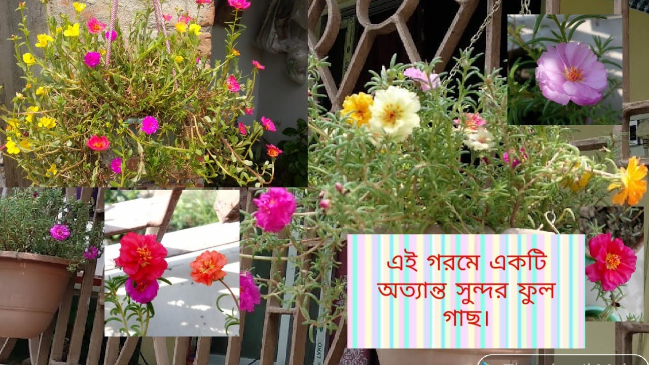 Portulaca 9 O Clock 10 O Clock Plant Moss Rose How To Grow By Cutting How To Care Youtube