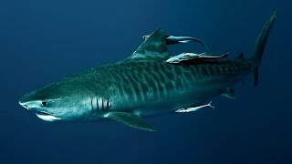 The Life Aquatic with Captain Matthew: Jaguar Shark