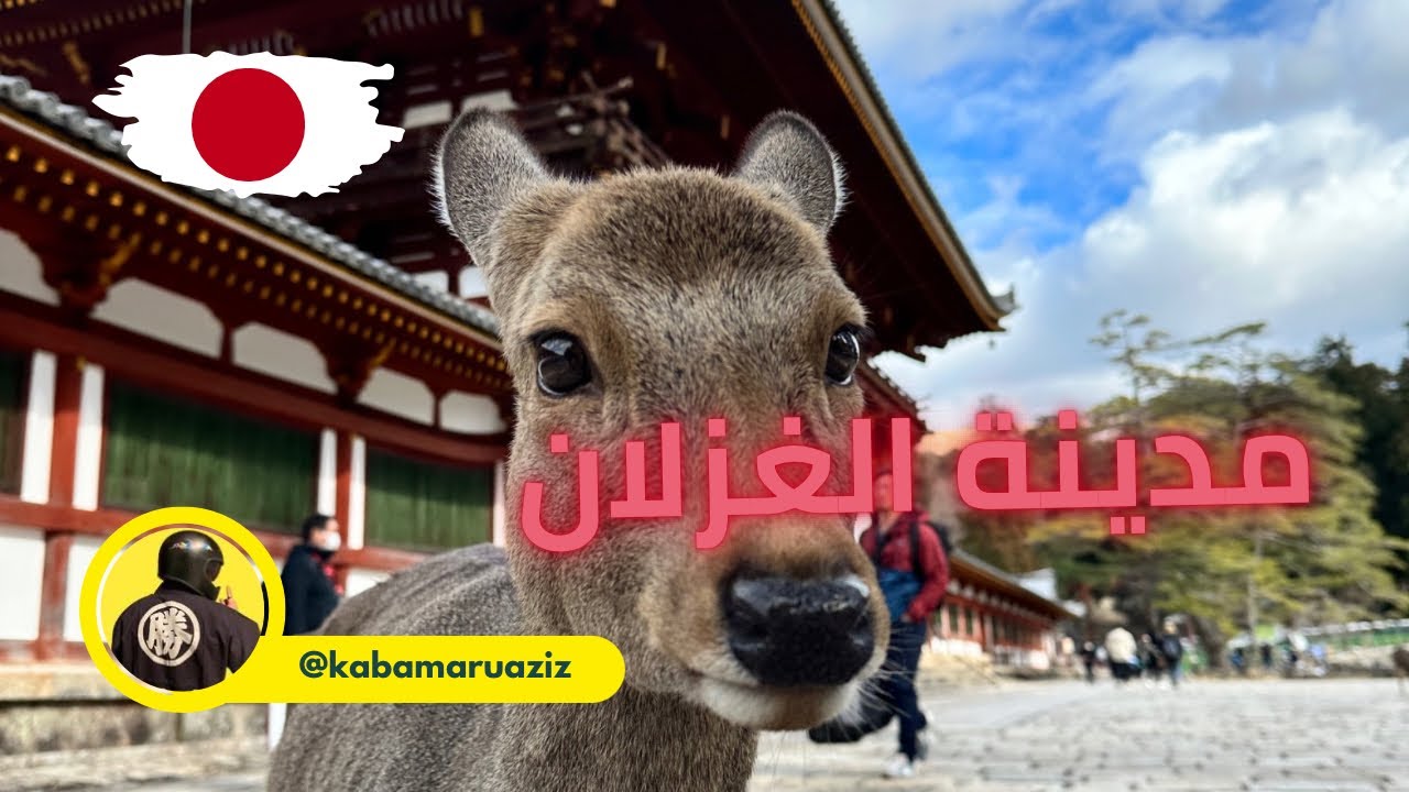 غزال تعيش مع البشر في مدينة نارا اليابانية | كابامارو 37 - YouTube