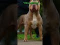 other with dog 🐕 vs this 💀 #clips#viral#animals#dog#dogs