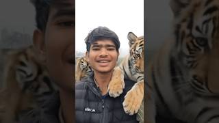 tutorial Tiger tail filter 🐯💀 #tiger #ai filter #moneylove #funny #trending
