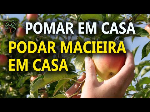 Vídeo: Podando Uma Velha Macieira: Como Podar Corretamente No Outono? Como Rejuvenescer Uma árvore Na Primavera De Acordo Com O Esquema Para Iniciantes? Podando Macieiras Adultas Negligen