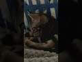 My Cat TJ