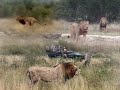 BREAKING: Unknown LION Coalition Draws First Blood