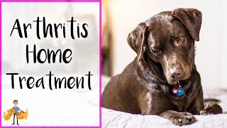 Holistic Arthritis Management in Dogs and Cats