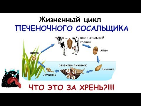 Жизненный цикл печеночного сосальщика. ОБЯЗАТЕЛЬНО СМОТРЕТЬ!