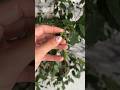 ДЕРЕВО В ДОМЕ - ФИРДАУС#сад#садовод#растения#видео#дом#кустарники#огородкруглыйгод#распаковка#wb