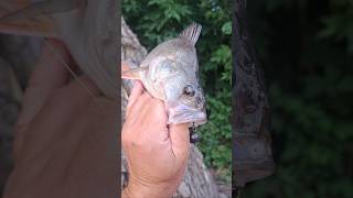 Трофейный ОКУНЬ СУДАК ЩУКА на ДЖИГ #рыбалка #джиг #спиннинг #fishing #окунь #судак #щука #bigfish