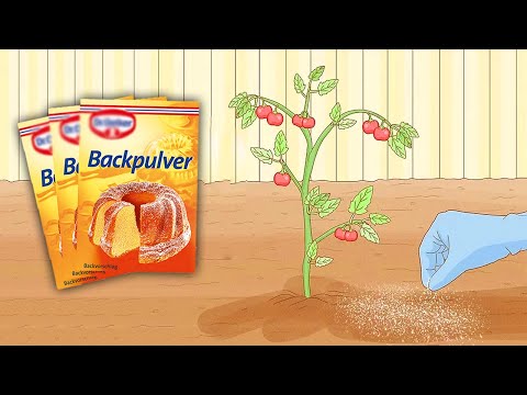 Video: Natriumbikarbonat auf Pflanzen verwenden – Ist Backpulver gut für Pflanzen?