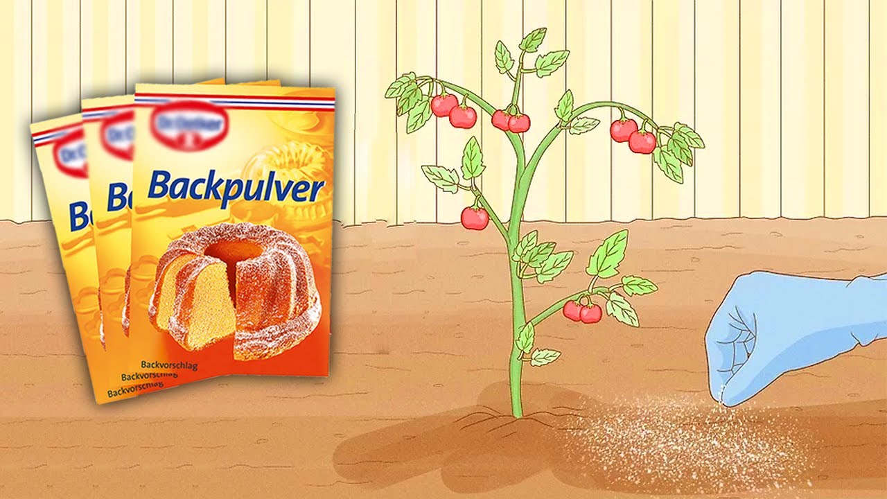 aronia düngen Aronia Dünger Langzeitwirkung main image 1