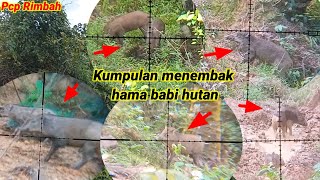 Kumpulan menembak hama babi hutan