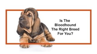 Everything you need to know about Bloodhound puppies! (2019)