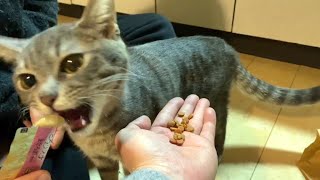 食欲不振な子猫におやつをあげてみた結果…