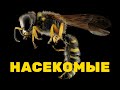 НАСЕКОМЫЕ / INSECTS