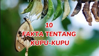 10 Fakta Kupu-kupu
