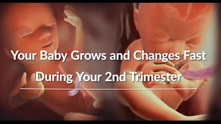 Your Growing Baby's Changes Through the Second Trimester | WebMD screenshot 2