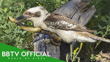 THE KOOKABURRA: The Legendary Snake Hunter Of The Australian Wild