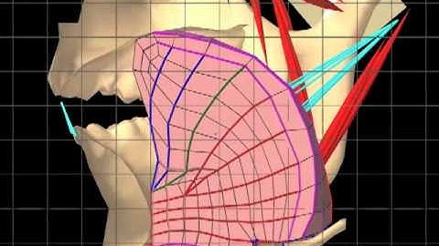 Orofacial Biomechanics Simulation