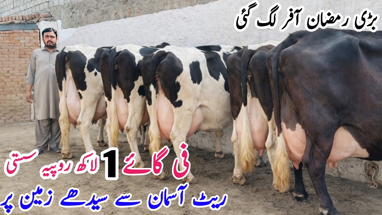 Friesian Cross Cows for sale | Jersey Cows in Punjab | Pk janwar Mandi