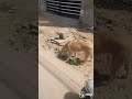 Majida2379 Gmail Com Animal Lover 