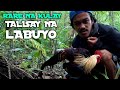 TRAPPING WILD JUNGLE FOWL|paano hulihin ang labuyo gamit  ang trap|how to catch wild jungle fowl