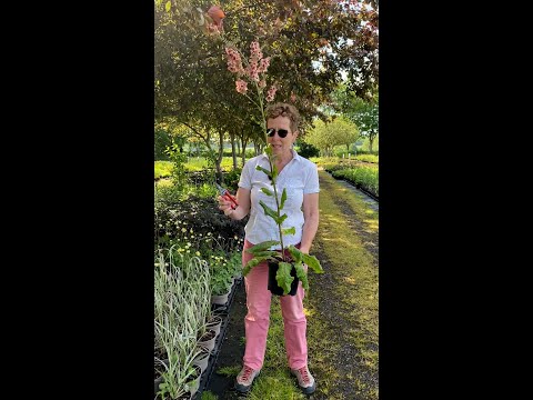 Видео: Chelsea Chop Метод за подрязване - растения, подходящи за Chelsea Chop