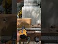 Bor batrai murah untuk tukang #borbatrai #powertools #tukang