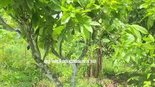 BECE 2025 FARMING SYSTEM. MIXED CROPPING