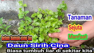 16 Manfaat Daun Sirih Cina Bagi Kesehatan dan untuk Obat yang Mujarab