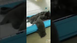 Kitty Mommy  🐱 feeds hungry baby kitties |