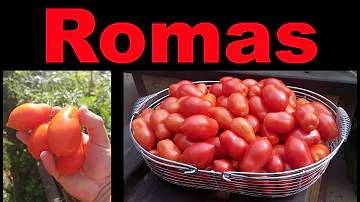 Jak vysoké jsou rostliny rajčat Roma?