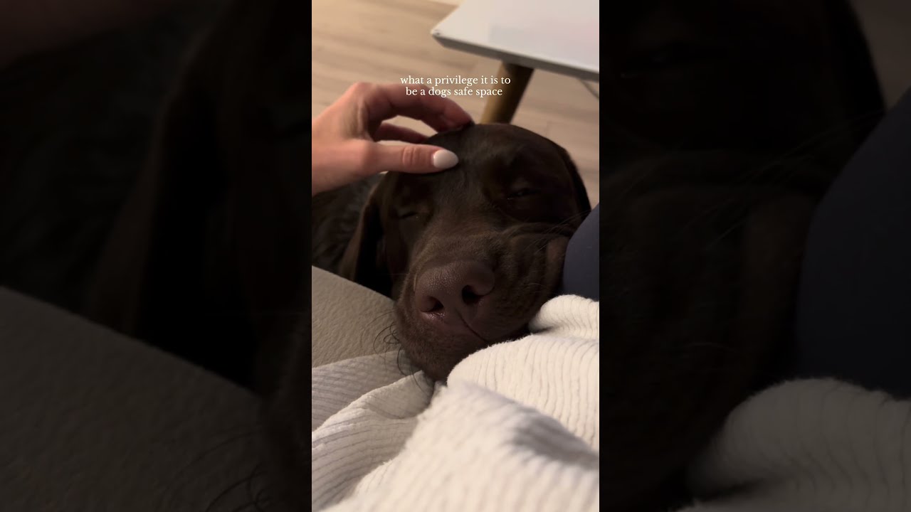 We Don T Deserve Dogs Puppy Retreiver Dog Labrador Dogmom Chocolatelabs