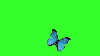 KUPU KUPU GREEN SCREEN FHD FREE N NO COPYRIGHT