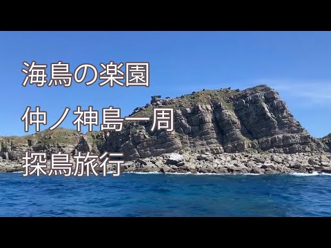 【海鳥の楽園】仲ノ神島一周　探鳥旅行