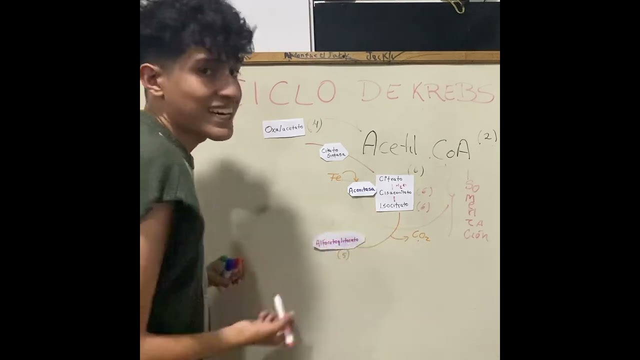 Ciclo de Krebs explicado por Nicolás Terán