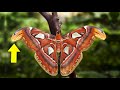 Why are butterflies so colorful?